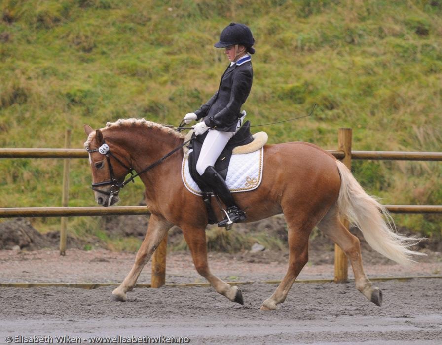 Klubbstevne dressur